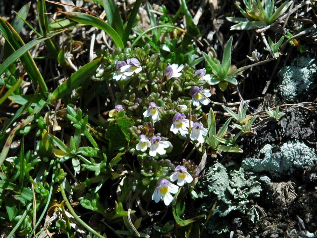 Euphrasia minima